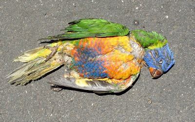 dear parrot|Dead Parrot sketch .